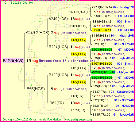 Pedigree of B155(HGS) :
four generations presented
it's temporarily unavailable, sorry!