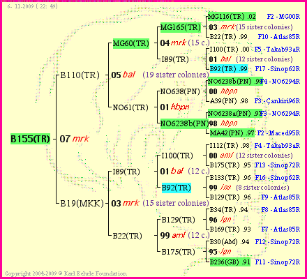 Pedigree of B155(TR) :
four generations presented