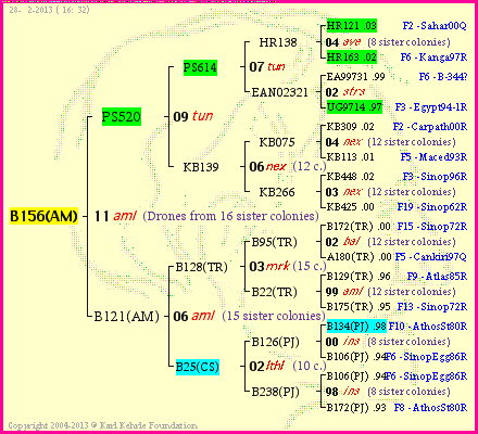 Pedigree of B156(AM) :
four generations presented