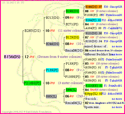 Pedigree of B156(DS) :
four generations presented