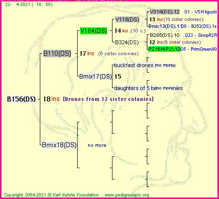 Pedigree of B156(DS) :
four generations presented
it's temporarily unavailable, sorry!