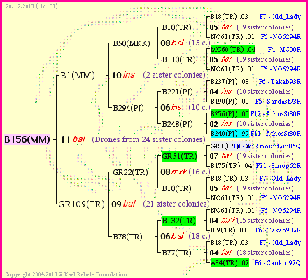 Pedigree of B156(MM) :
four generations presented