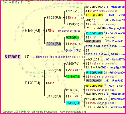 Pedigree of B156(PJ) :
four generations presented<br />it's temporarily unavailable, sorry!