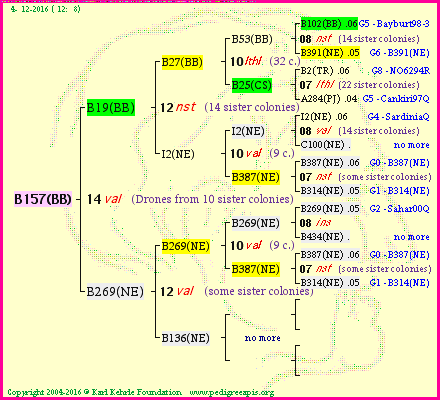 Pedigree of B157(BB) :
four generations presented