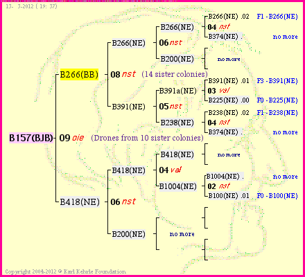 Pedigree of B157(BJB) :
four generations presented