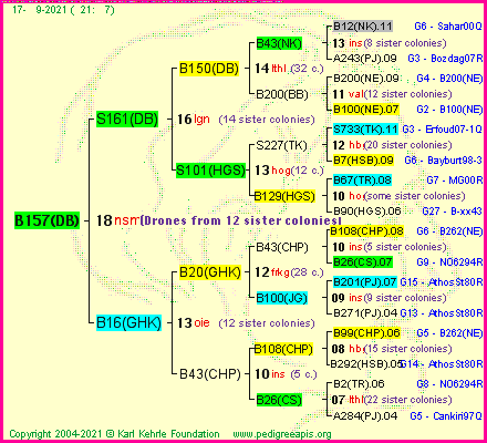 Pedigree of B157(DB) :
four generations presented
it's temporarily unavailable, sorry!