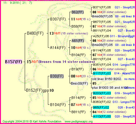 Pedigree of B157(FF) :
four generations presented