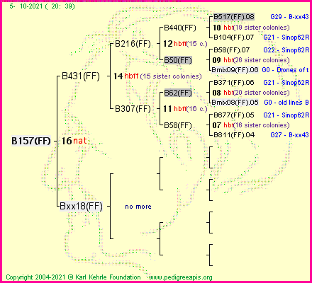 Pedigree of B157(FF) :
four generations presented
it's temporarily unavailable, sorry!