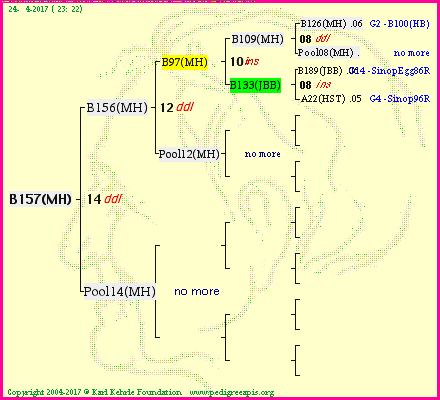 Pedigree of B157(MH) :
four generations presented