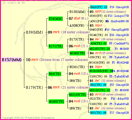 Pedigree of B157(MM) :
four generations presented