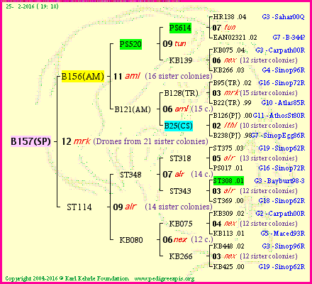 Pedigree of B157(SP) :
four generations presented