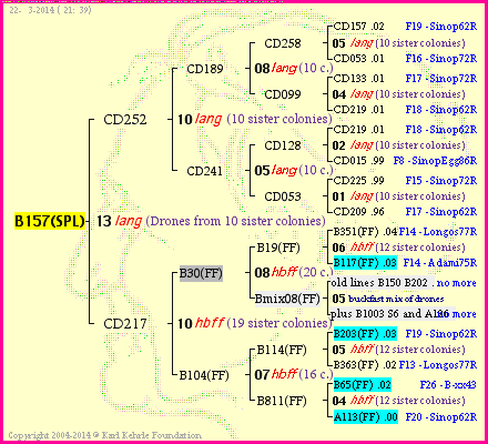 Pedigree of B157(SPL) :
four generations presented