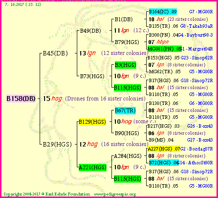 Pedigree of B158(DB) :
four generations presented