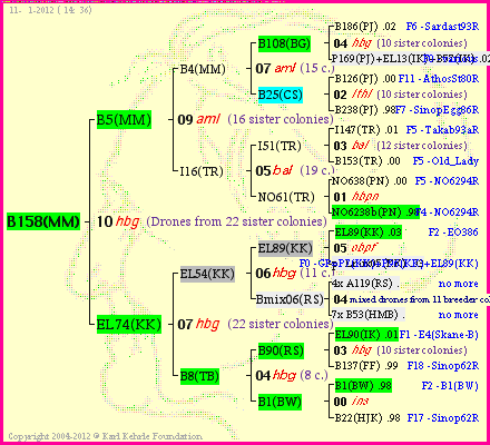 Pedigree of B158(MM) :
four generations presented