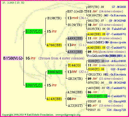 Pedigree of B158(VLG) :
four generations presented