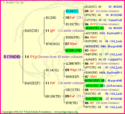 Pedigree of B159(DB) :
four generations presented