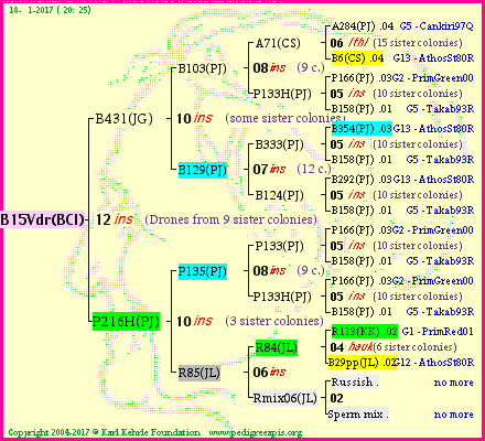 Pedigree of B15Vdr(BCI) :
four generations presented