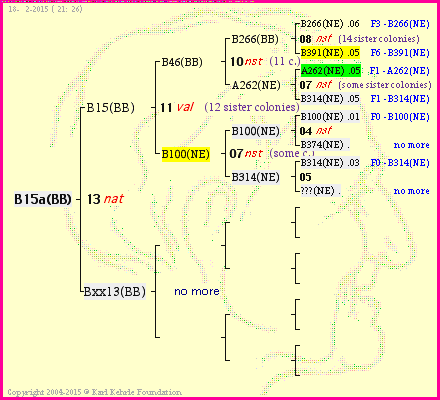 Pedigree of B15a(BB) :
four generations presented