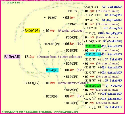 Pedigree of B15r(AB) :
four generations presented