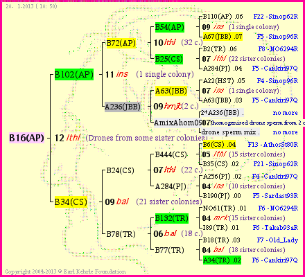 Pedigree of B16(AP) :
four generations presented