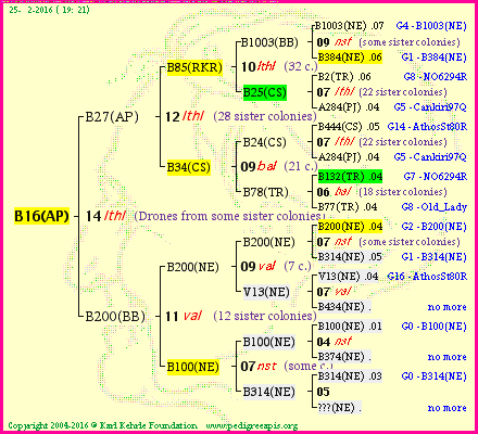 Pedigree of B16(AP) :
four generations presented