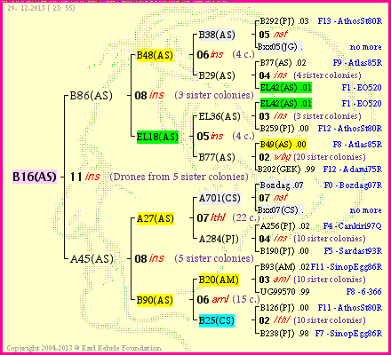 Pedigree of B16(AS) :
four generations presented