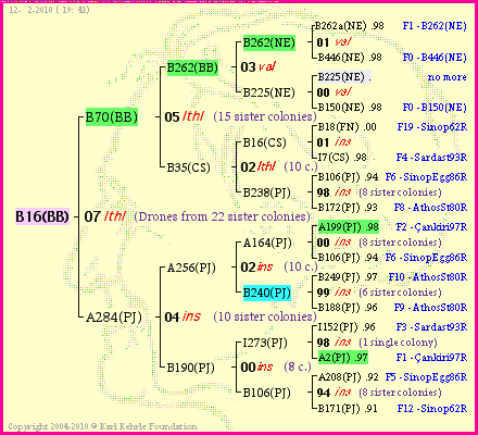 Pedigree of B16(BB) :
four generations presented