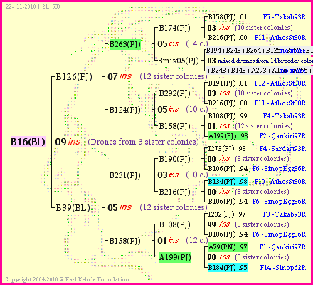 Pedigree of B16(BL) :
four generations presented