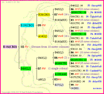 Pedigree of B16(CBO) :
four generations presented