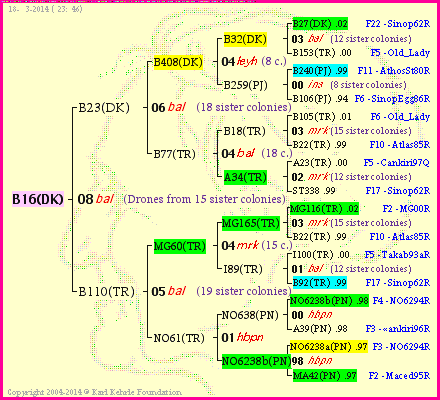 Pedigree of B16(DK) :
four generations presented