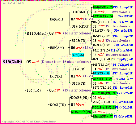 Pedigree of B16(GMH) :
four generations presented