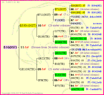 Pedigree of B16(HST) :
four generations presented