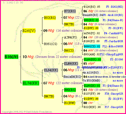 Pedigree of B16(JV) :
four generations presented