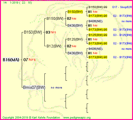 Pedigree of B16(MA) :
four generations presented<br />it's temporarily unavailable, sorry!