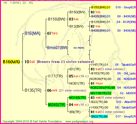 Pedigree of B16(MA) :
four generations presented<br />it's temporarily unavailable, sorry!