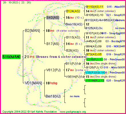 Pedigree of B16(MAN) :
four generations presented
it's temporarily unavailable, sorry!