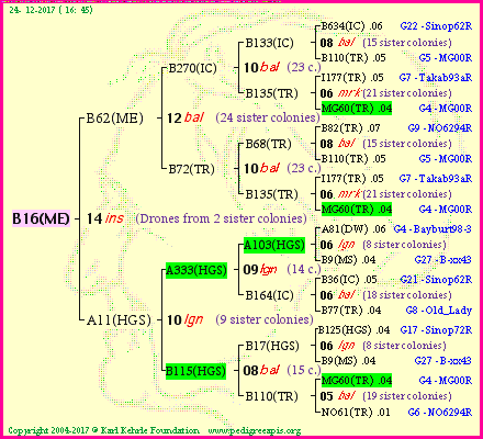 Pedigree of B16(ME) :
four generations presented