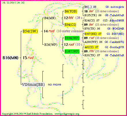 Pedigree of B16(MN) :
four generations presented