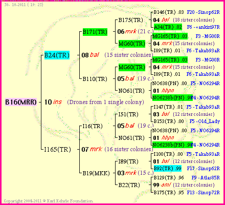 Pedigree of B16(MRR) :
four generations presented