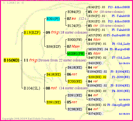 Pedigree of B16(ND) :
four generations presented