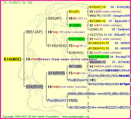 Pedigree of B16(NDE) :
four generations presented
it's temporarily unavailable, sorry!