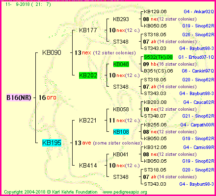 Pedigree of B16(NR) :
four generations presented