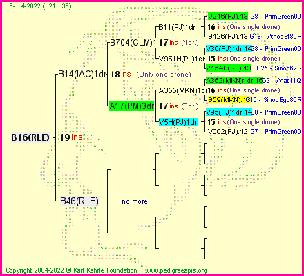 Pedigree of B16(RLE) :
four generations presented
it's temporarily unavailable, sorry!