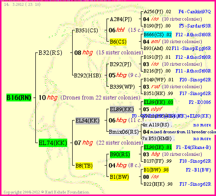 Pedigree of B16(RN) :
four generations presented