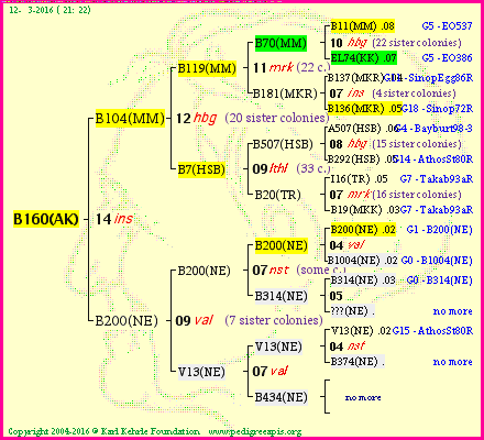 Pedigree of B160(AK) :
four generations presented