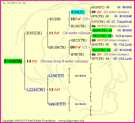 Pedigree of B160(DB) :
four generations presented