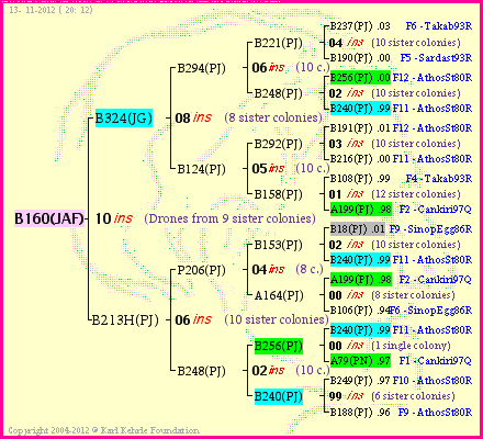 Pedigree of B160(JAF) :
four generations presented