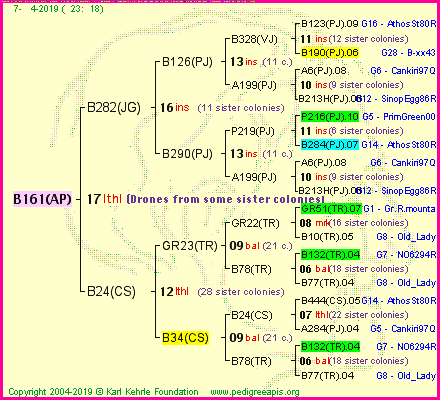 Pedigree of B161(AP) :
four generations presented<br />it's temporarily unavailable, sorry!