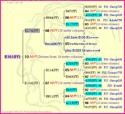 Pedigree of B161(FF) :
four generations presented