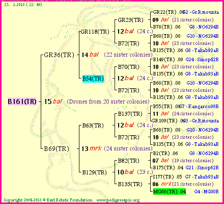 Pedigree of B161(TR) :
four generations presented